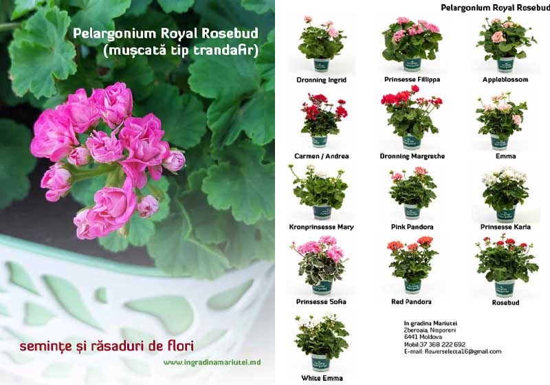 pelargonium zonale royal rosebud 2