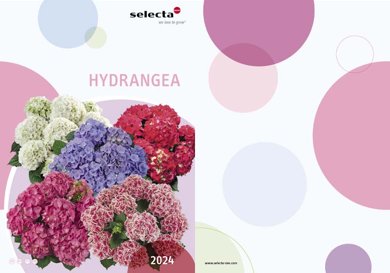 rasaduri de flori 2024 selecta moldova catalog hydrangea 2024