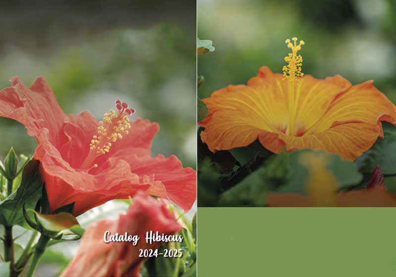 catalog hibiscus 2024 2025 coperta clean